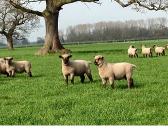 About Shropshire Sheep – Shropshire Sheep Shropshire Sheep, Sheep And Lamb, Deciduous Trees, West Midlands, Best Mother, British Isles, Sheep, Old Things, Animals