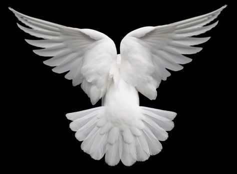 Dove Wings Tattoo, Dove Wing, Dove Flying, Dove Images, Dove Pictures, Bird Flying, Angel Wings Tattoo, Dove Bird, Bird Wings