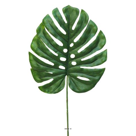 Feuille De Monstera Artificielle, H 46 Cm, D 26 Cm - Best- Taille : Taille Unique Philodendron Monstera, Monstera Deliciosa, Plant Leaves, Online Shop, Plants