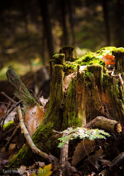 Enchanting Forest, Forest Floor, Tree Stump, Walk In The Woods, Alam Yang Indah, Nature Aesthetic, Enchanted Forest, Community Wall, Love Photography