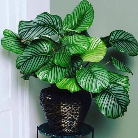 12 Awesome Round Leaf Houseplants | Balcony Garden Web Hotel Plants, Calathea Orbifolia, Easy House Plants, Tanaman Indoor, Decoration Plante, Bathroom Plants, Plant Decor Indoor, Interior Plants, House Plants Decor