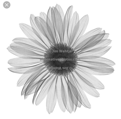 X Ray Flower Tattoo, Gerbera Daisy Tattoo, Flower Xray, X Ray Flower, Tattoo Daisy, Gerbera Daisy Flower, X-ray Images, Geometric Bird, Daisy Tattoo