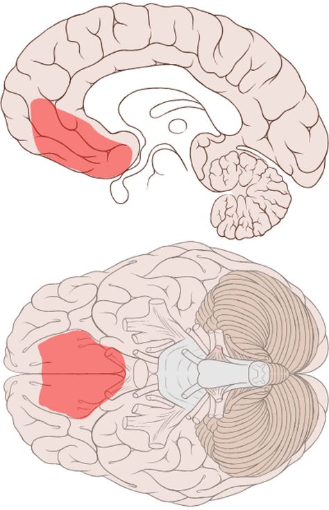 Brain scans reveal why it is so difficult to recover from OCD – and hint at ways forward Ocd Brain, Nervous System Anatomy, Brain Scans, Brain Facts, Brain Scan, The Human Brain, Learn Something New Everyday, Healthy Brain, Body Proportions