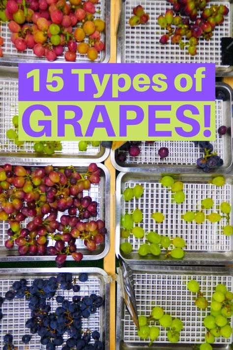 15 Types of Japanese Grape Varieties Types Of Grapes, Shine Muscat, Grape Types, Grape Varieties, Juice Flavors, Growing Grapes, Purple Grapes, Red Grapes, Grape Juice