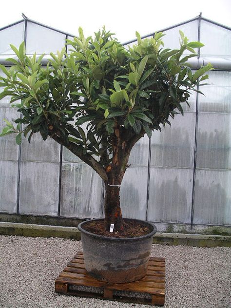 Eriobotrya japonica Jungle Plants, Architectural Plants, Raised Deck, Plants, Quick Saves