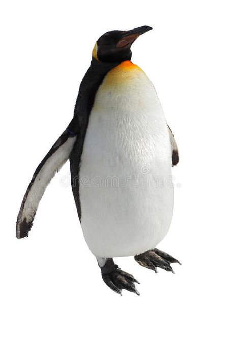 Penguin walk isolated on white background. Emperor penguin walk on snow isolated , #AFFILIATE, #isolated, #white, #Penguin, #walk, #penguin #ad Penguin Walk, Snow Images, Emperor Penguin, Animals Images, Walk On, Penguins, White Background, Frozen, Stock Images