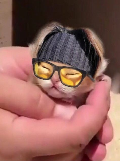 Yoongi As A Cat, Lil Meow Meow, Suga Suga, Bts Reactions, Kpop Funny Bts, Meow Meow, Bts Chibi, About Bts, Min Suga