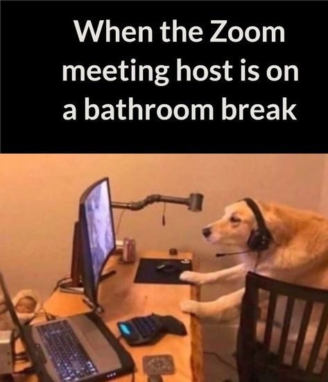 JW Memes on Instagram: “🐕” Jehovah's Witnesses Jokes, Jehovah Witness Humor, Jehovah's Witnesses Humor, Jw Memes, Jw Humor, Encouraging Thoughts, Jehovah Witness Quotes, Jehovah Witness, Jehovah's Witnesses