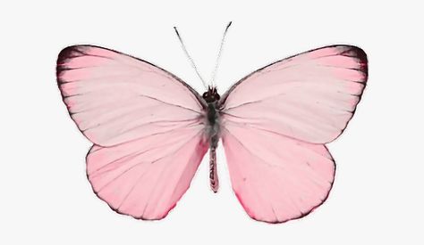 Butterfly Transparent Background, Pastel Pink Butterfly, Background Hd Png, Pastel Butterfly, Butterfly Png, Pastel Butterflies, Background Hd, Pink Paint, Pink Butterfly