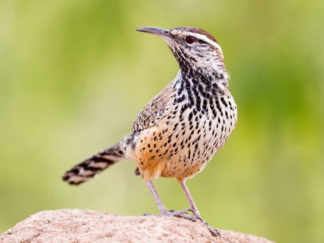 Draw A Cactus, White Eyebrow, Cactus Wren, State Birds, Cardinal Birds, Desert Plants, All Birds, Bird Pictures, Bird Species