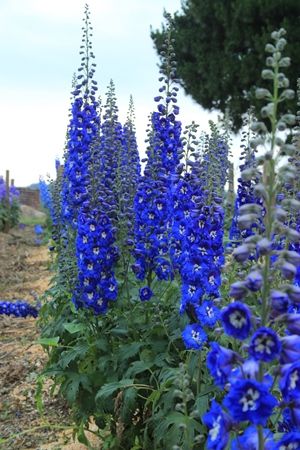 delphinium.  A few of my favorite rich blue varieties are ‘Bluebird’, ‘Cobalt Dreams’ (pictured left), Centurian ‘Gentian Blue’ and ‘Bellamosum’.  These are all taller cultivars, most towering over 4’.  Shorter varieties, many in the chinensis group, are ‘Blue Mirror’, ‘Diamonds Blue’, ‘Blue Elf’ and ‘Summer Cloud’.  Remember that all delphinium can be short-lived, with a three to four year Delphinium Plant, Delphinium Flowers, Blue Delphinium, Blue Garden, Flowers Perennials, Delphinium, Garden Cottage, Dream Garden, The Field