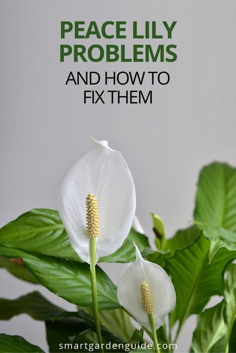 Peace Lily Plant Care, Lilly Plants, Peace Lily Flower, Peace Lily Care, Peace Plant, Lily Plant Care, Peace Lillies, Lily Care, Peace Lilies