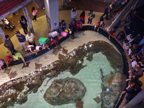 Cownose Ray and Shark Touching Pool, Georgia Aquarium, Atlanta, USA Ocean Exhibition, Cownose Ray, Aquarium Atlanta, Ocean Aquarium, Visit Atlanta, African Penguin, Fabric Installation, Atlanta Usa, Atlanta Airport