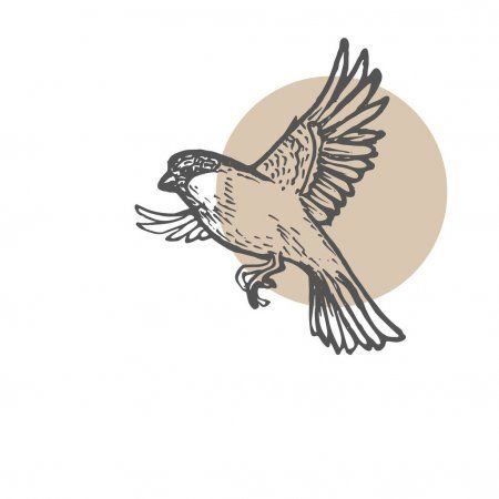 Sparrow birds sketch background. Hand drawn painting illustration. Line art vect , #AD, #background, #Hand, #sketch, #Sparrow #AD Birds Sketch, Sparrow Drawing, Illustration Line Art, Sketch Background, Bird Sketch, Sparrow Bird, Graphic Design Images, Line Art Vector, Black And White Sketches