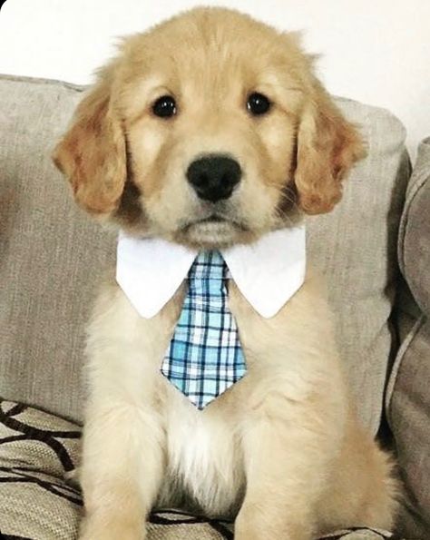 Dogs In Bowties, Golden Retriever With Bow Tie, Dog Paw Tattoo, Paw Tattoo, Dog Paws, Golden Retriever, Dogs, Animals