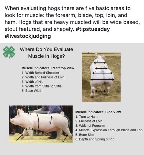 Livestock Judging Tips, Show Pig Pen Ideas, Show Pigs Tips, 4-h Poster Ideas, Pig Eyes, Agriculture Education Classroom, Ag Science, Livestock Judging, 4 H Club