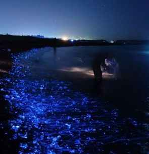 Japan beach illuminated by mysterious natural phenomenon Japan Beach, Sea Of Stars, Mysterious Places, Toyama, Visit Japan, Dream Holiday, Natural Phenomena, Japan Travel, Dream Vacations