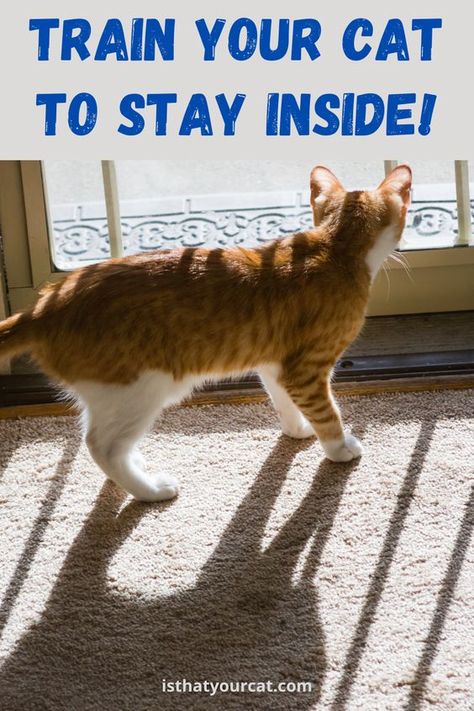 Discover the secrets of training a cat to be an indoor pet! How To Train Your Cat, Training A Cat, Train A Cat, Cat Paradise, Cat Advice, Cat Tent, Ragdoll Cats, Cat Hacks, Indoor Pets