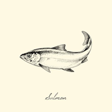 Salmón on Behance Chinook Salmon Tattoo, Salmon Illustration, Salmon Drawing, Salmon Tattoo, Ancient Drawings, Hand Poke, Gift Inspo, Wood Burning Art, Little Tattoos