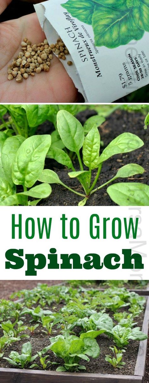 How to Grow Spinach, How to Plant Spinach, Seed Starting Ideas, Seed Starting Tips, Things I Can Plant in Spring, Spring Planting Ideas, Garden Ideas, Organic Gardening How To Plant Spinach Seeds, How To Plant Spinach, Planting Veggies, How To Grow Spinach, Plant Advice, Grow Spinach, Compost Heap, Vegtable Garden, Raised Gardens