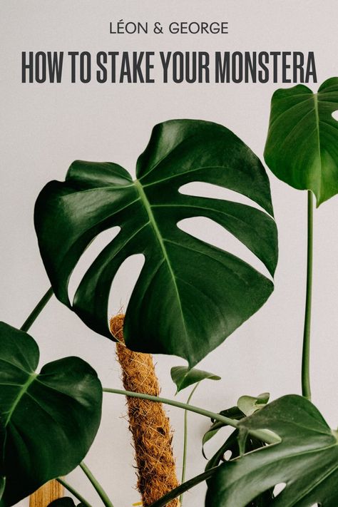 Help your Monstera reach new heights with proper staking! Discover expert tips on how to support your beloved plant and watch it thrive and grow into a stunning statement piece. #plantshop #houseplantsofinstagram #houseplantclub #plantlover #plantlife #houseplants #plantsofinstagram #plantstagram #plantlove #indoorplants #houseplantsofig Monstera Plants, Bamboo Stakes, Plant Ties, Plant Care Tips, Plant Help, Monstera Plant, Monstera Deliciosa, Coconut Fiber, Garden Stakes