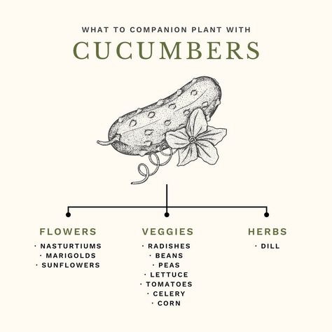 🌿 Companion Planting 101! One of the most common questions I get asked is what is companion planting, and what should I plant beside each other? Companion planting is really quite simple. It’s exactly what it’s name says – planting various types plants that are beneficial to one another together! One of the most commonly known companion planting combinations is tomatoes & basil, but there’s so much more that can be planted with tomatoes including chives, carrots and even marigolds! 🍅 In thi... Companion Planting Diagram, Thyme Companion Plants, Carrot Companion Plants, Produce Garden, Planting Combinations, Companion Planting Vegetables, Herb Life, Small Vegetable Gardens, Garden Inspo