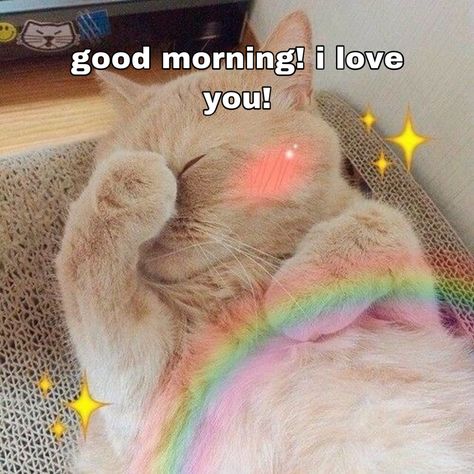 How Much For A Hug Cat, Good Morning Cats So Cute, Dog Memes Love, Good Morning Stickers, Cat Good Morning, Goodmorning Cute, Good Morning Cat, Wholesome Pictures, Morning Cat