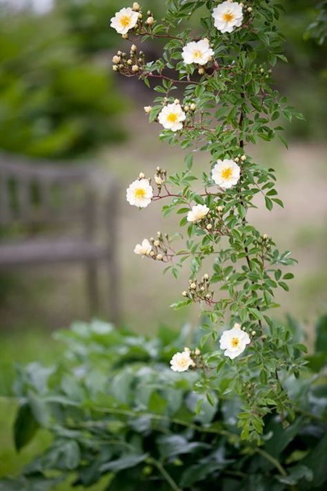 i love every season Flower Background Wallpaper, Flower Backgrounds, Dream Garden, Love Flowers, Flower Wallpaper, Nature Pictures, Cottage Garden, Pretty Flowers, Garden Inspiration