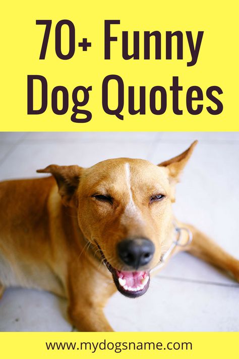 Looking for funny dog quotes? Get ready – this collection of 70+ funny dog quotes and sayings is sure to tickle your funny bone! #dogs #quotes Letter Board Quotes Dogs, Dog Letter Board Quotes, Pawsome Quotes, Puppy Sayings, Funny Quotes About Dogs, Dogs Funny Quotes, Short Dog Quotes, Funny Dog Sayings, Quotes About Dogs