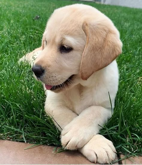 Cute Labrador Puppies, Labrador Retriever Facts, Cute Lab Puppies, Labrador Retriever Training, Cute Labrador, Labrador Puppies, Yellow Labs, Lab Puppy, Labrador Retriever Puppies