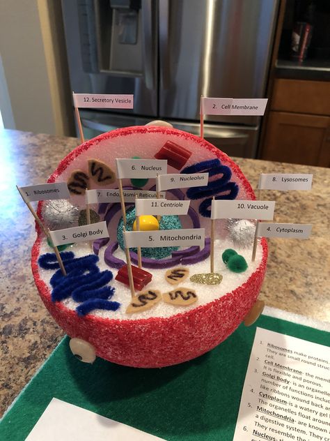 Riley’s 7th grade Animal Cell Project. We used a styrofoam ball for the cell with a smaller styrofoam ball for the nucleus and a jaw breaker for the nucleolus. She was allowed to pick 12 organelles her her choice. Twizzler bites are the centrioles! This was super fun to make. Mounted on a styrofoam platform with toothpicks. 3d Animal Cell Project 7th Grade, Cell Diagram Project, 3d Animal Cell Project, Animal Cell Model Project, Digestive System Project, 3d Animal Cell, Plant Cell Project, Cell Model Project, Plant Cell Model