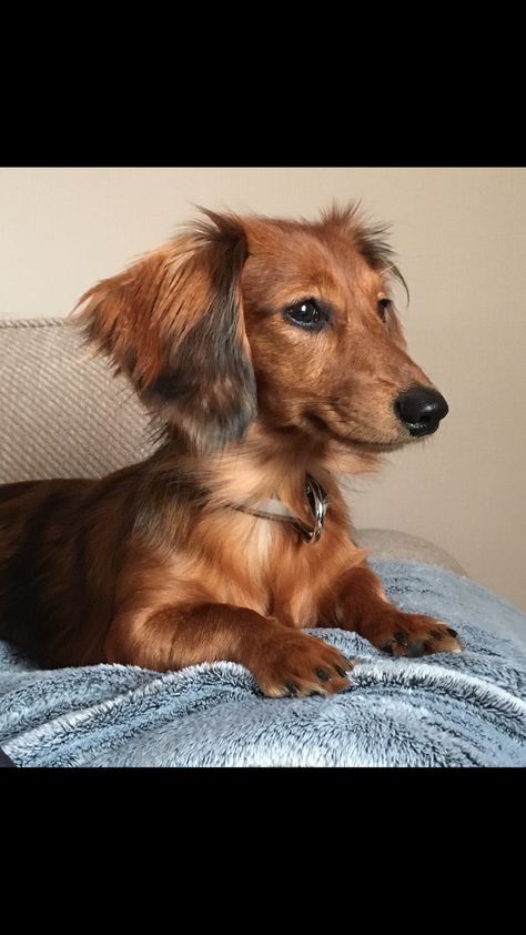 Red miniature long haired dachshunds #daschundlonghaired #daschundred Dachshund Facts, Long Haired Miniature Dachshund, Daschund Puppies, Red Dachshund, Dachshund Breed, Dachshund Funny, Clever Dog, Long Haired Dachshund, Popular Dog Breeds