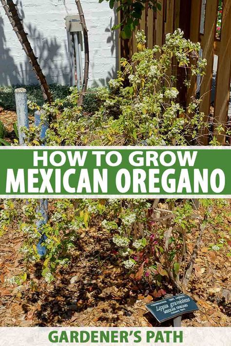 Are you open to adding a taste of Latin America to your culinary garden? Consider growing Mexican oregano, a citrusy herb that is easy to grow as a perennial in Zones 9-11, or as an annual in northern climates. Learn how to grow this Mexican native now on Gardener’s Path. #mexicanoregano #growyourown #gardenerspath Growing Oregano In A Pot, How To Harvest Oregano, Round Greenhouse, Italian Oregano Plant, Grow Oregano, Mexican Oregano Plant, Culinary Garden, Herbs Medicinal, Tropical Gardening