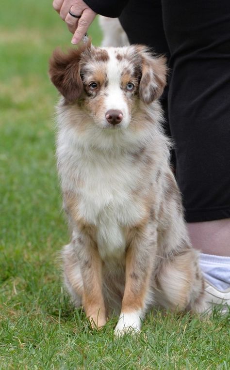 Australian Shepherd Miniature, Miniature Aussie, Youtuber Dr, Miniature American Shepherd, American Shepherd, Akc Breeds, Aussie Shepherd, Cattle Dogs, Dream Dog