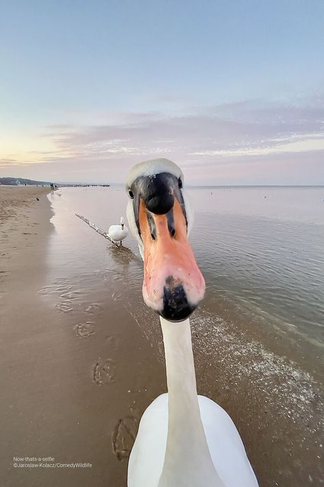 Comedy Wildlife Photography, Happy Turtle, Photo Awards, Singing In The Rain, Funny Birds, Wildlife Photos, Photography Contests, Photography Awards, Funny Animal Pictures