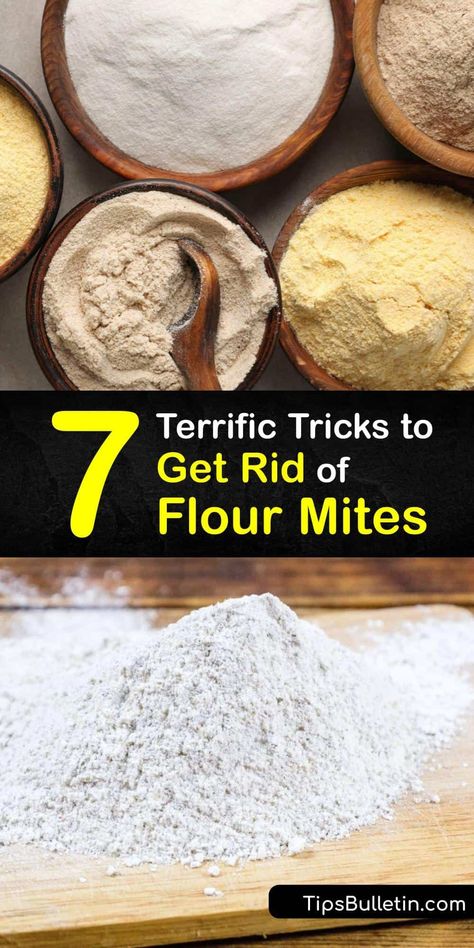 Find out how to eliminate flour mites throughout their life cycle, from eggs and larvae to adults. Store dry foods in airtight containers to prevent mites from reaching their food source. Plus, clean your pantry with bleach, spray a repellent, and vacuum in crevices. #flour #mites #getrid Pantry Bugs, Pantry Moths, Insect Eggs, Easy Zucchini Bread, Diy Household Cleaners, Freezing Food, Expired Food, Vegetable Benefits, Eggnog Recipe