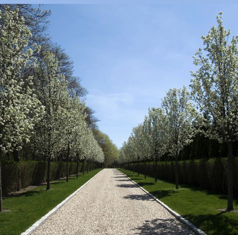 Pebble Driveway, Driveway Entrance Landscaping, Modern Garden Landscaping, Trees Landscaping, Tree Lined Driveway, Driveway Entrance, Driveway Design, Driveway Landscaping, Gravel Driveway