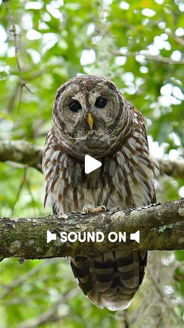 Mark Smith on Instagram: "Sound on! Listening to the banter of two barred owls always makes me laugh a little. Have you ever heard one? What do you think of this ones vocal talents?" Owl Laughing, Barred Owls, Owl Sounds, Mark Smith, Owl Photography, Makes Me Laugh, Amazing Animal Pictures, Barred Owl, Birds Of America