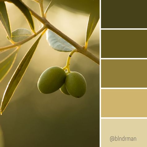 Olive Color Palette, Branding Mood Board Inspiration, Color Knowledge, Color Design Inspiration, Color Schemes Colour Palettes, Good Color Combinations, Green Palette, Yellow Interior, Design Theory