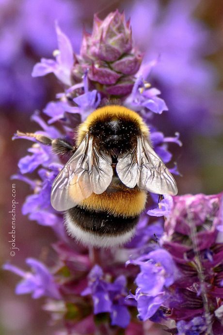 Foto Macro, Bee Photography, Humble Bee, Bee Pictures, I Love Bees, Bee Garden, Bumble Bees, Beautiful Bugs, Foto Tips