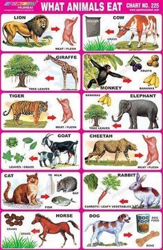 Carnivores Herbivores Omnivores, Animals And Their Homes, Animals Name, Monkey And Banana, Animal Names, Wild Animals Pictures, Science Projects For Kids, Dangerous Animals, English Lessons For Kids