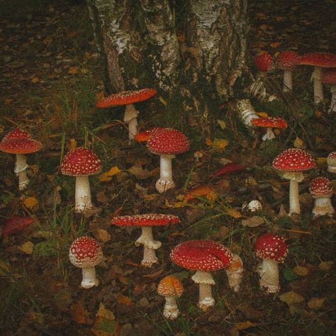 Forest Core, Wood Elf, Fairy Aesthetic, Mushroom Fungi, Fallen Leaves, Autumn Aesthetic, Samhain, Nature Aesthetic, Character Aesthetic