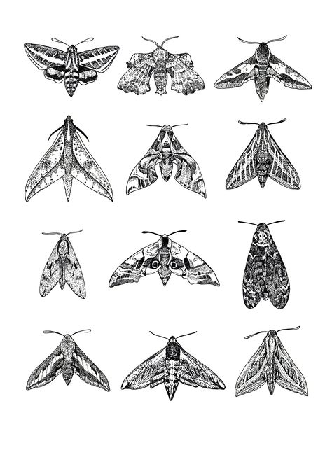 Entomology Drawings, Sphinx Moth Tattoo, Entomology Tattoo, Hawkmoth Tattoo, Insect Drawings, Moth Drawing, Engraving Tattoo, Evans Art, Bug Tattoo