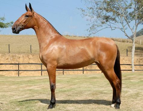 Campolina mare. Breed is from Brazil. Roman Nose, Akhal Teke Horses, Rare Horses, Pony Breeds, Most Beautiful Animals, Incredible Creatures, All The Pretty Horses, Sport Horse, Horse Saddles