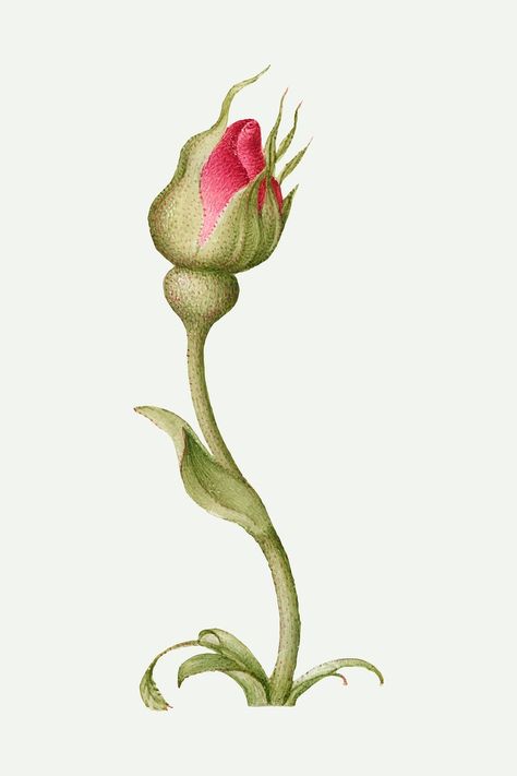 Red rose flower bud vector hand drawn | free image by rawpixel.com / Aom Woraluck Vintage Plants, Rose Sketch, Free Illustration Images, Rose Illustration, Poisonous Plants, Antique Artwork, Red Rose Flower, Illustration Vintage, Vector Hand