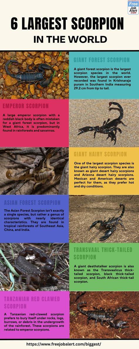 Know 6 Largest Scorpion in the World Scorpion Habitat, Scorpion Facts, Dangerous Creatures, The Giants, Fascinating Facts, Arachnids, Unique Features, Scorpion, Facts About