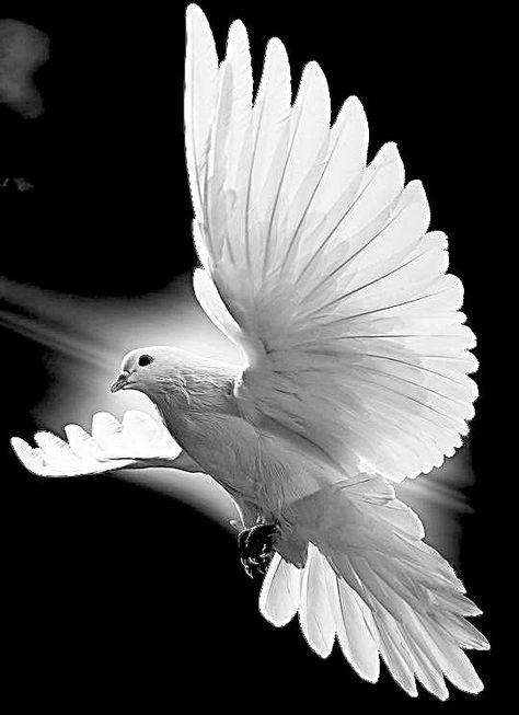 White Dove, White Bird, The Sky, Google Chat, Black And White, Flowers, White, Black