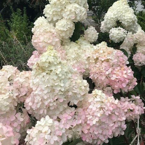 Hydrangea Paniculata Candlelight, Fire Light Tidbit Hydrangea, Pinnacle Hydrangea, Hydrangea Paniculata Phantom, Hydrangea Paniculata Pinky Winky, Hydrangea Paniculata Grandiflora, Hydrangea Paniculata, Candle Light, Visual Display