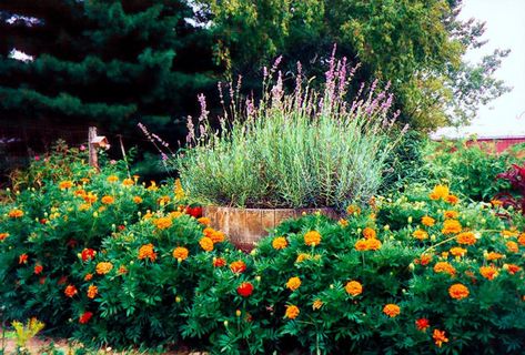 Featuring marigolds and lavender – Under the Sun and Under the Moon Backyard Lavender, Lavender Patio, Marigold Garden, Flowers Lavender, Patio Flowers, Front Gardens, Dog Yard, Lavender Garden, San Diego Houses