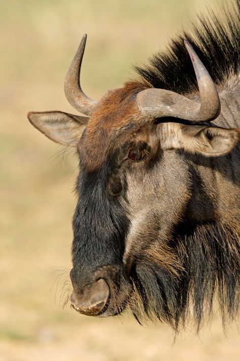 Black Wildebeest, Animal Horns, Blue Wildebeest, Animals With Horns, Regard Animal, African Antelope, Africa Wildlife, Majestic Animals, African Wildlife